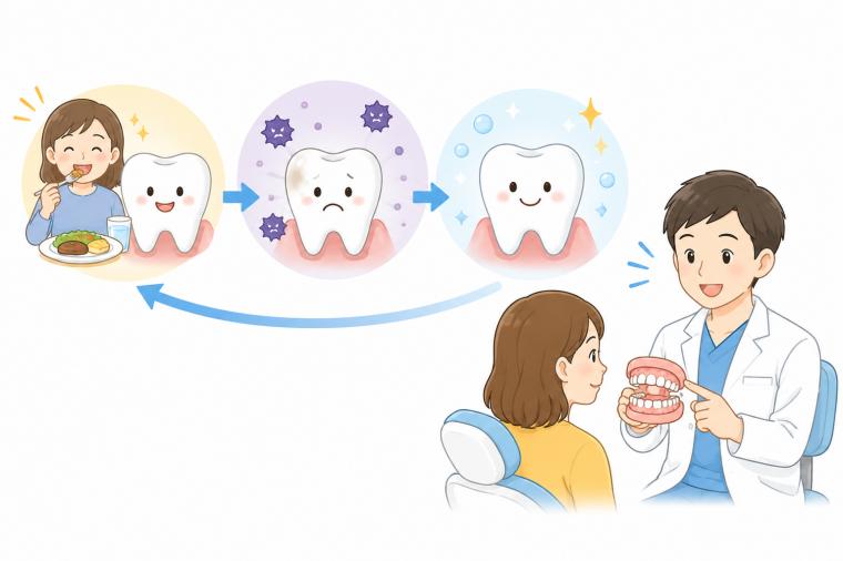 再石灰化を促す！歯医者が薦める食事とケア術
